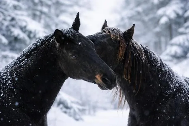 Ap-ranch Ferienzimmer Sternenblick Apartment *